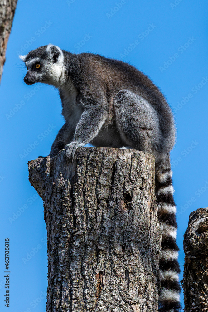 Fototapeta premium The ring-tailed lemur,Lemur catta with white ringed tail is the most known lemur