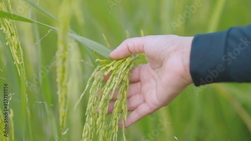 The farmer is checking rice by use hand touching young paddy on the plant gently at the farm, Close up