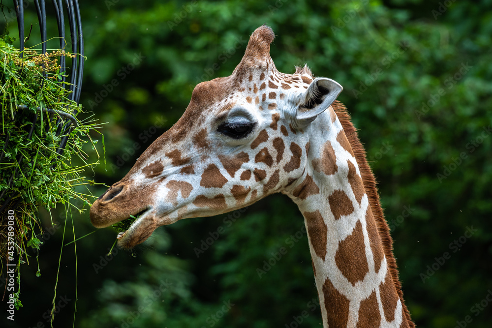 The giraffe, Giraffa camelopardalis is an African mammal The giraffe, Giraffa camelopardalis is an African mammal