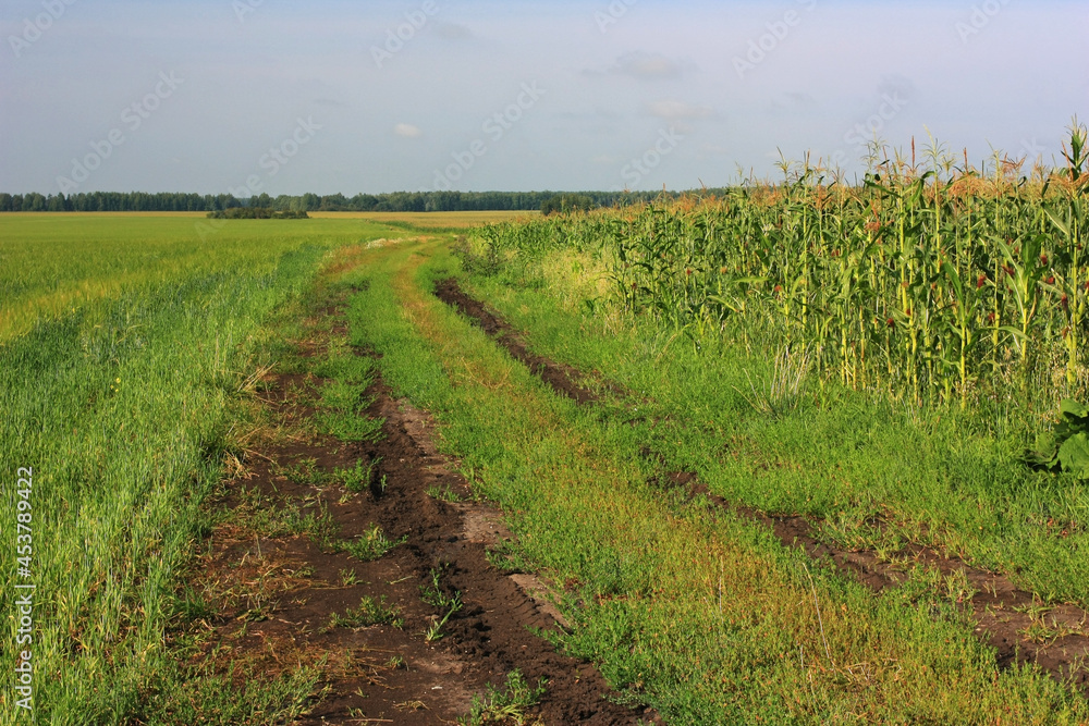 Obraz premium Country dirt road in the green field