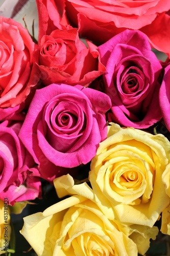 Beautiful bouquet of pink  orange  and yellow roses in full bloom on a bright sunny summer day.