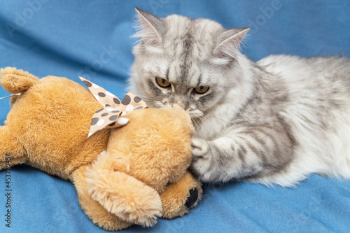 A very beautiful grey Scottish kitten with brown eyes. He lies on a blue background with a toy and nibbles it. Wallpaper, postcard. Soft focus.