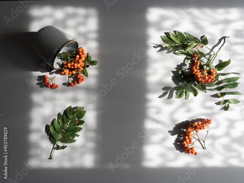 The photo above, on a gray background, is a red rowan and a mug for tea. Hard shadows. photo