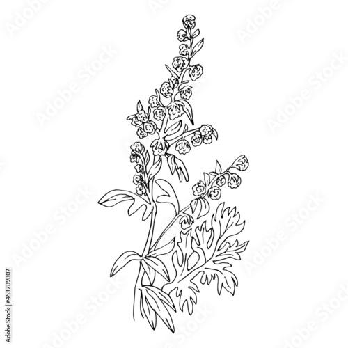 Artemisia absinthium vector illustration in a linear sketch style medicinal herbs
