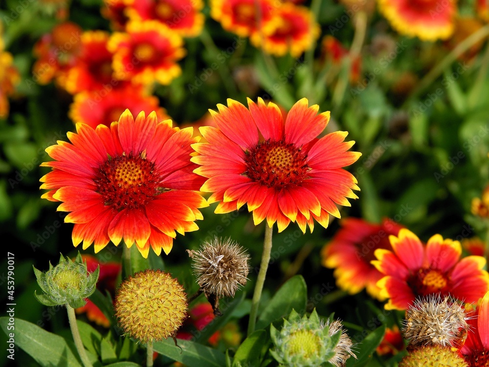 red,yellow, ORANGE FLOWERS OF GAILARDIA PLANT IN A GARDEN red,yellow, ORANGE FLOWERS OF GAILARDIA PLANT IN A GARDEN
