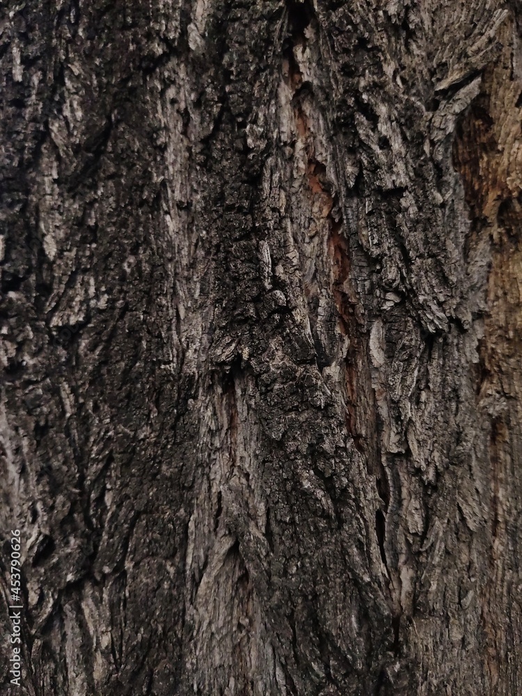 Natural rought wood background texture Natural rought wood background texture