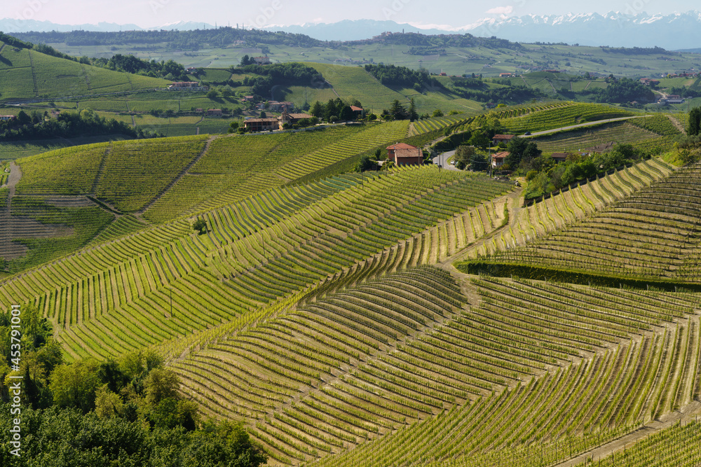 Vineyards of Langhe, Piedmont, Italy near Alba at May