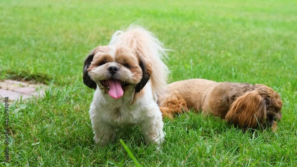 Dogs Shih Tzu on the green lawn.