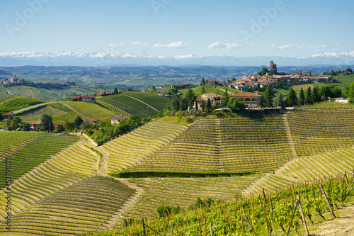 Vineyards of Langhe, Piedmont, Italy near Alba at May