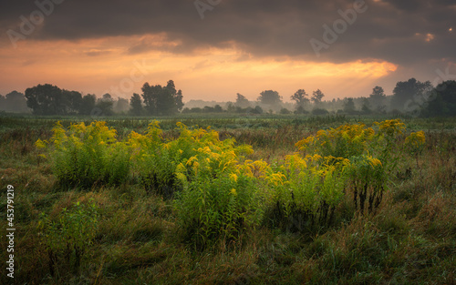 Misty morning in the meadow, Masovia, Poland