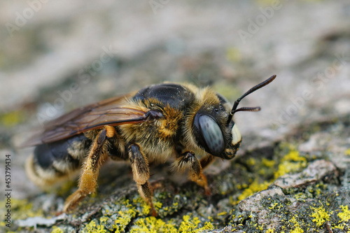 Vertical closeup on a large blue eyed female mining bee, Melitturga clavicornis photo