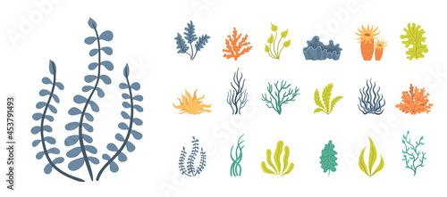 Set of seaweeds, underwater sea plants, shells.