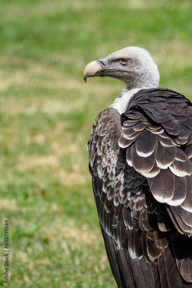 Portrait of a crawfish vulture with grass in the background. Portrait of a crawfish vulture with grass in the background.