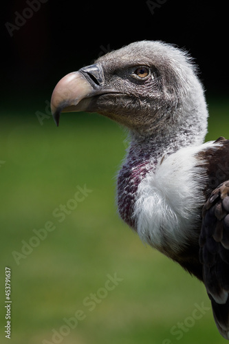 Portrait of a crawfish vulture with grass in the background.