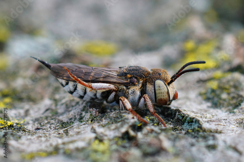 Closeup on a female of  t Thorn-tailed sharptail bee, Coelioxys acanthura photo