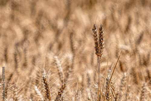 ears of wheat in a field