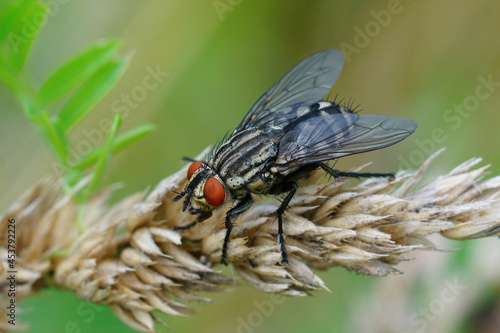 Detailed closeup on a red eyed flesh fly, Sarcophaga carnaria photo