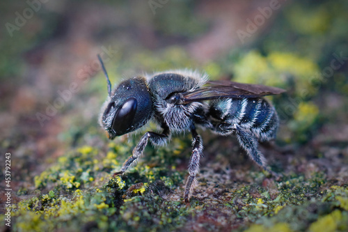 Closeup of a female of he blue mason bee, Osmia caerulescens photo