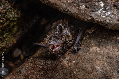 Принти на полотні Bat Crazy