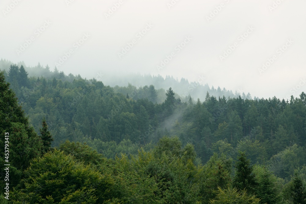  Beautiful misty trees in mountains, foggy and cloudy forest in mountains, landscape in Beskid, Poland.