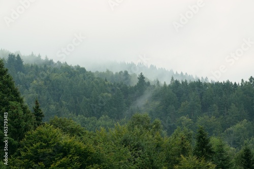  Beautiful misty trees in mountains  foggy and cloudy forest in mountains  landscape in Beskid  Poland.