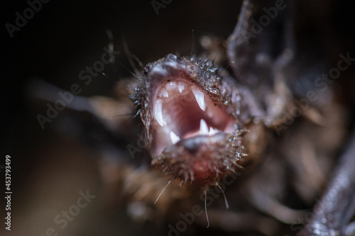Toothy