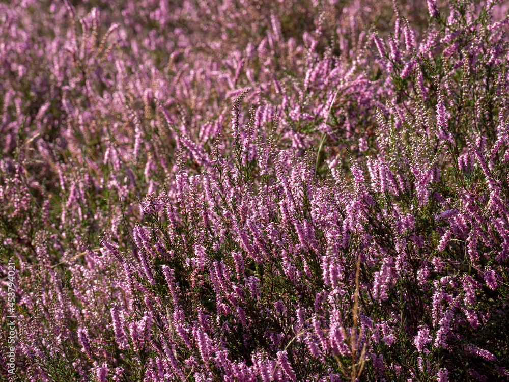Purple blooming heather flower close up