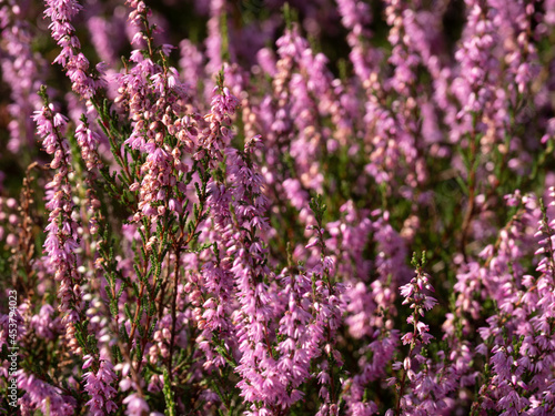 Purple blooming heather flower close up