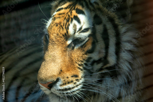 portrait of a bengal tiger The Black Water Tiger will replace the Metal Bull in 2022 photo