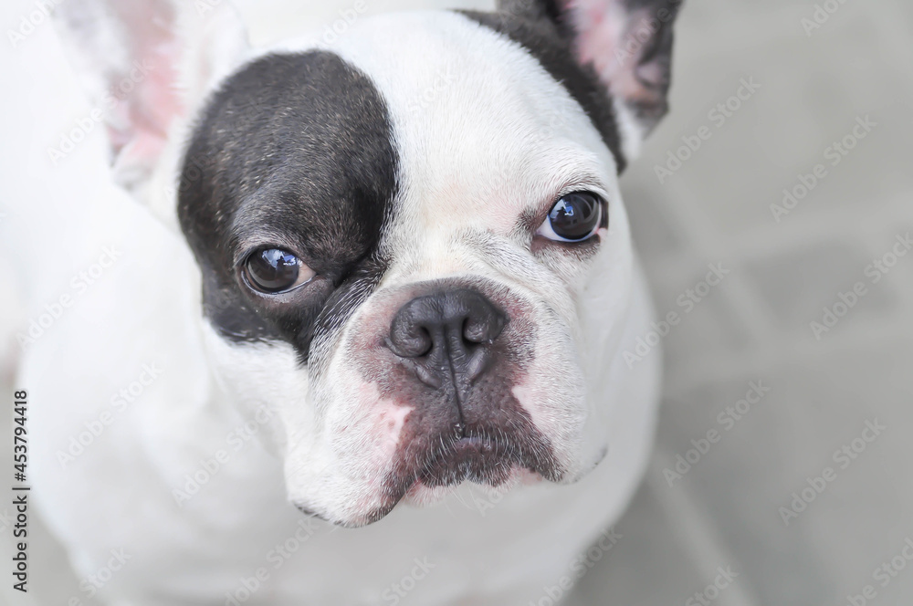 absent minded French bulldog or French bulldog