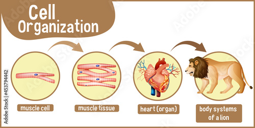 Diagram showing cell organization in a lion