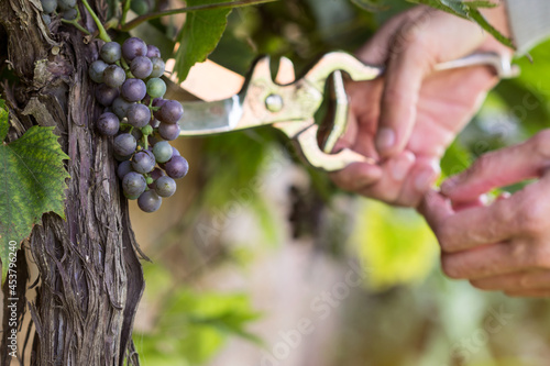 Ripening blue wine grapes in the garden on grape plant and hand  with gardener vintage scissors  pruning grape tree in background,  horticulture concept