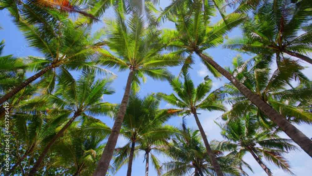 Coconut palm trees and tropical sea. Summer vacation and tropical beach concept. Coconut palm grows on white sand beach. coconut palm tree in front of freedom beach Phuket, Thailand. Coconut palm trees and tropical sea. Summer vacation and tropical beach concept. Coconut palm grows on white sand beach. coconut palm tree in front of freedom beach Phuket, Thailand.