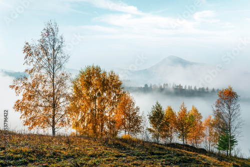 Amazing scene on autumn mountains. Yellow birchs in fantastic morning sunlight. Carpathians  Europe. Landscape photography