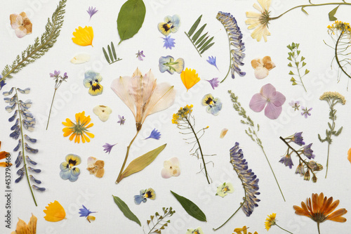 Fototapeta Naklejka Na Ścianę i Meble -  Pressed dried flowers and plants on white background, flat lay. Beautiful herbarium