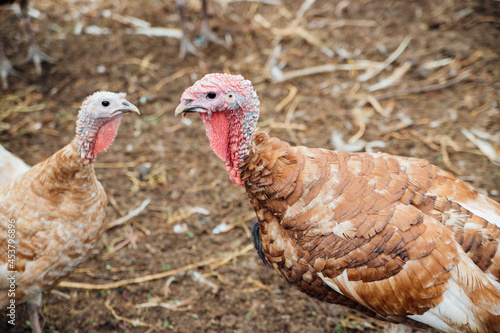 Two turkeys are walking in the yard. Rural area.Variegated, colorful feathers.