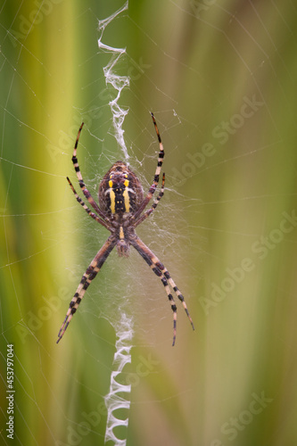 Close up of orb weaver spider on web