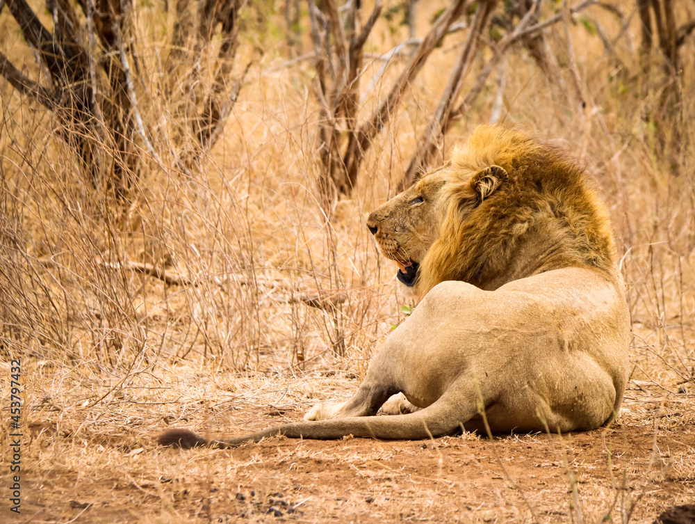 Obraz premium The male of a pair mating lions