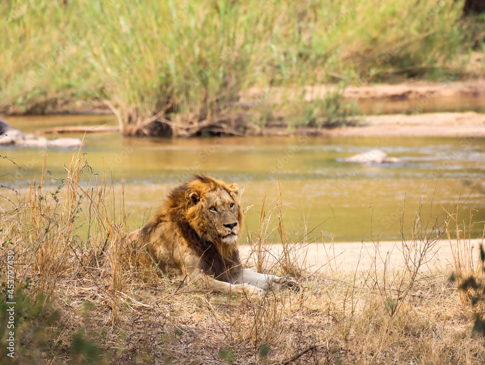 Fototapeta premium Lion cooling off in the shade on a hot day