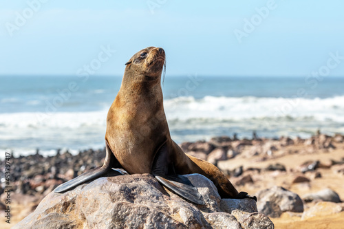 Fur seal enjoy the heat of the sun photo