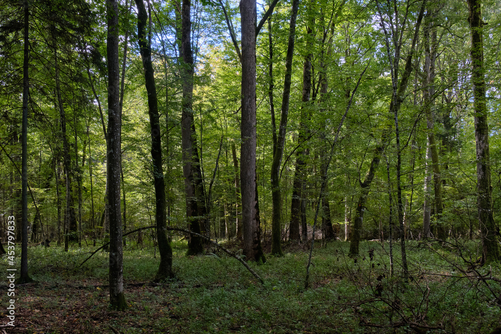 Deciduous stand with hornbeams and oaks Deciduous stand with hornbeams and oaks