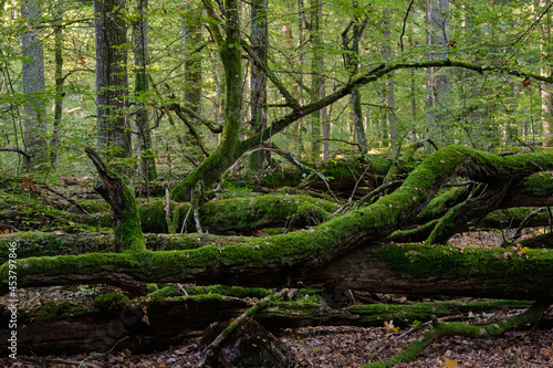 Old natural deciduous stand in autumn photo