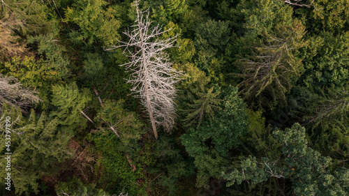 Diagonall view of coniferous tree stand photo