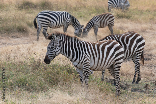 A harem of zebras photographed in Ngorongoro crater. © Migara