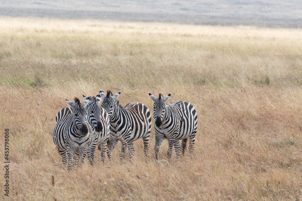 Naklejka premium A harem of zebras photographed in Ngorongoro crater.