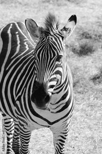Black and white image of a zebra.