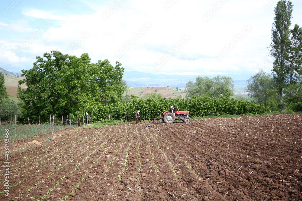 Tobacco seedling planting. Amasya - Turkey Tobacco seedling planting. Amasya - Turkey