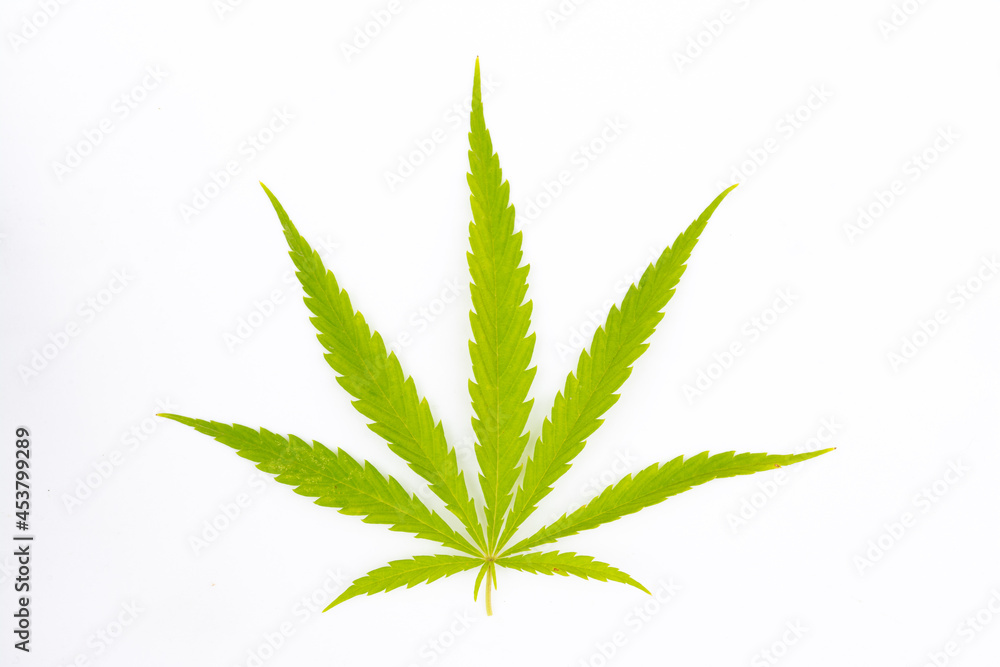 canabis leaf on marijuana field farm sativa weed hemp hash plantation canabis leaf on marijuana field farm sativa weed hemp hash plantation