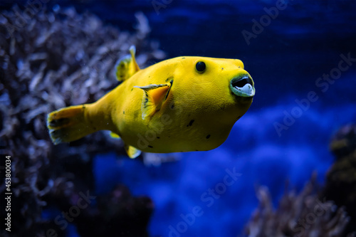 Yellow golden puffer guineafowl puffer fish underwater