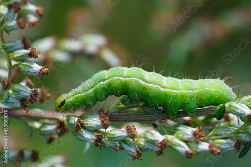 Closeup on the green caterpillar of the Silver Y moth, Autographa gamma photo